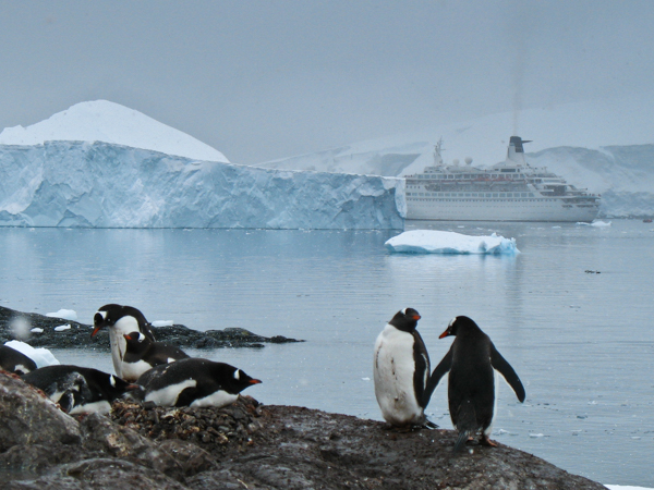 Penguins and ship