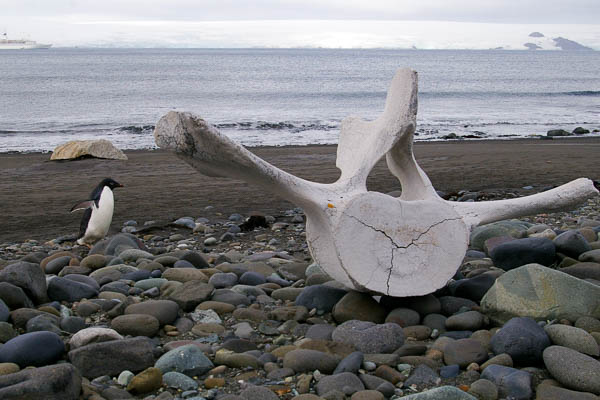 Whale bone