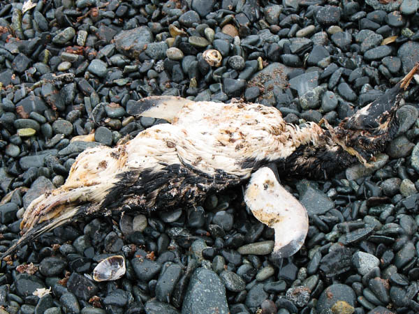 Dead penguin