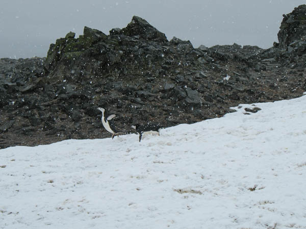 Playful Chinstrap penguins