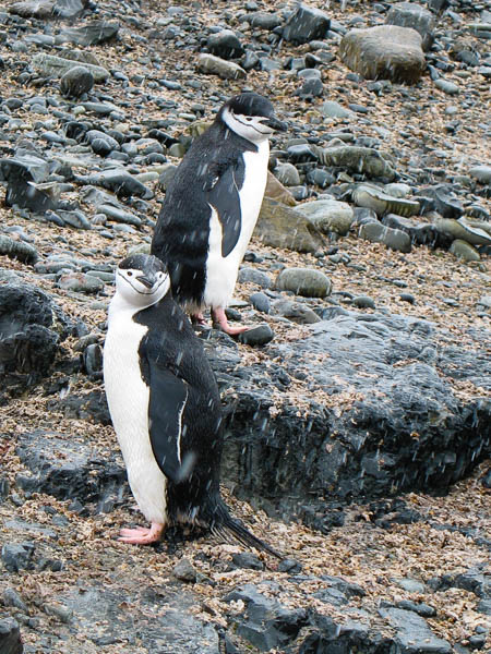 Chinstrap penguins