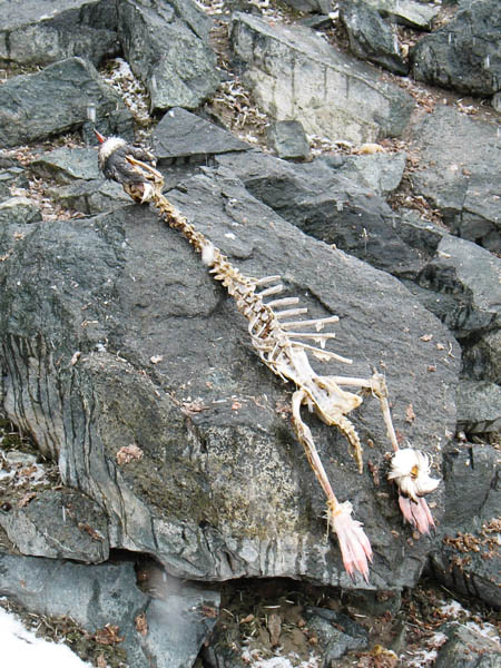 Penguin skeleton