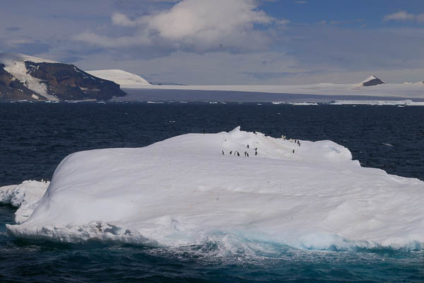 Penguins