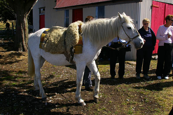 Horse dressing