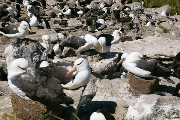 Black-growed albatross
