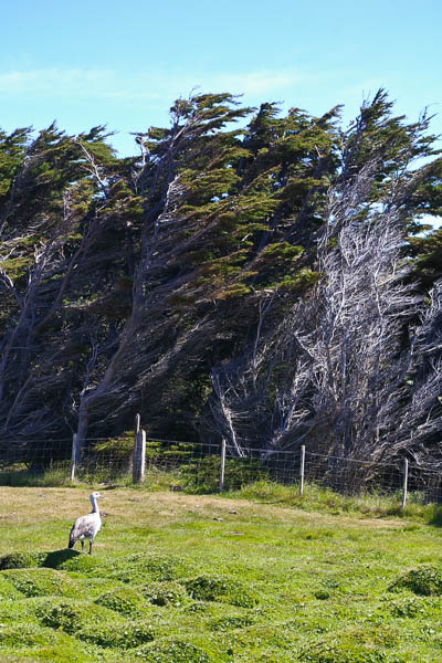 Falklands windbreak
