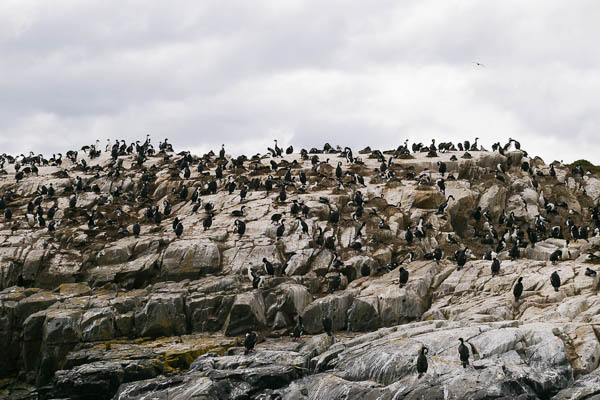 Imperial shag colony