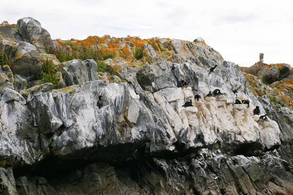 Rock shag