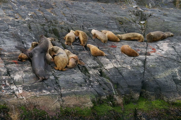 Southern sea lions