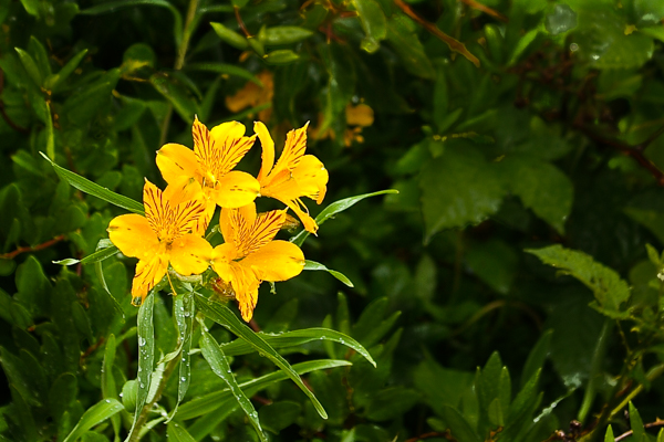 Alstroemeria