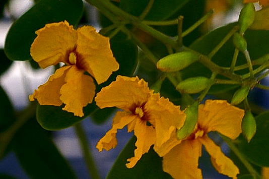 Yellow-flowered tree