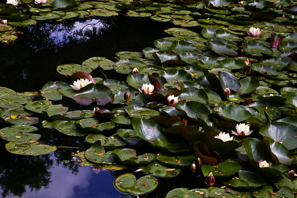 Lily pond