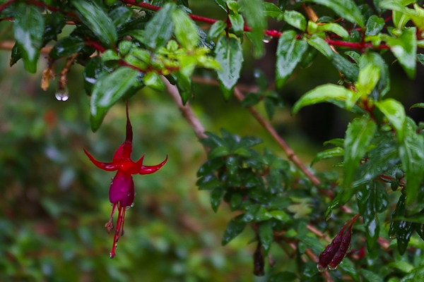 Fuchsia