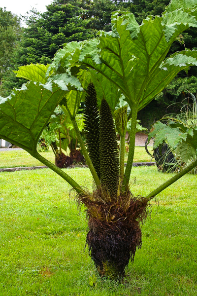 Gunnera