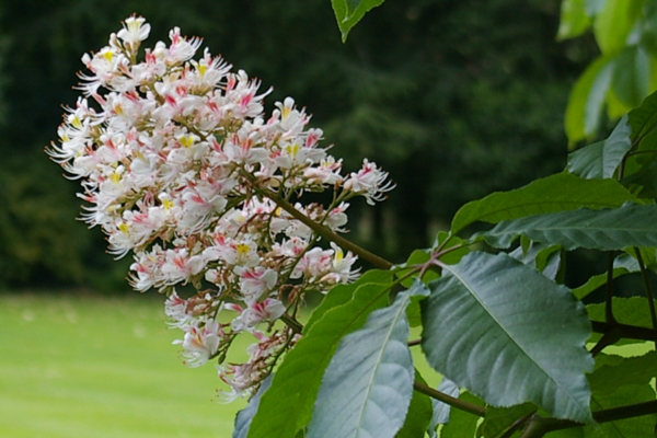 Horse Chestnut