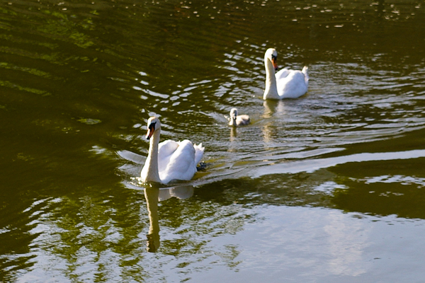 Swans