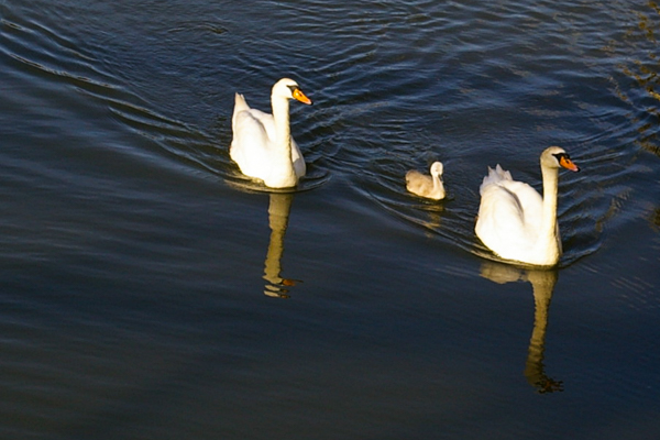 Swans