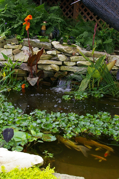 Koi Pond