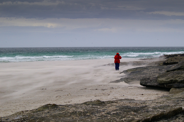 Saunders Island, Falklands