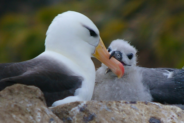 Albatross feeding