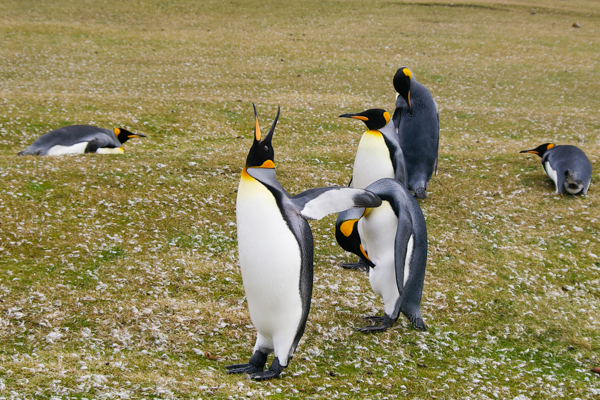 King Penguins