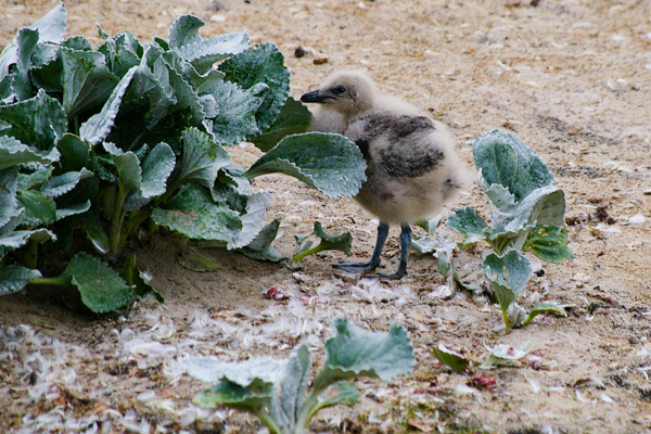 Skua Chick