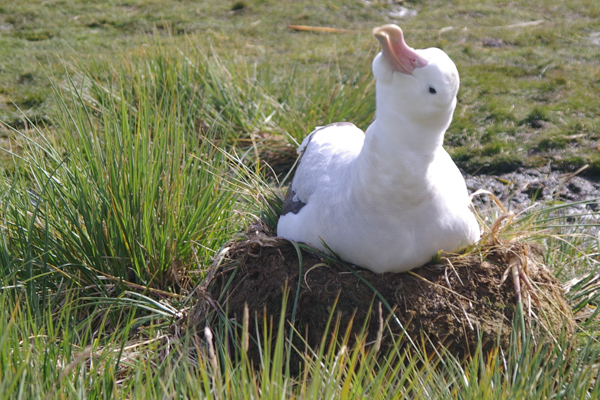 Wandering Albatross