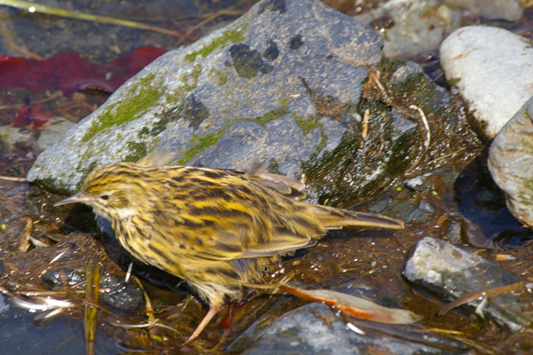 South Georgia Pipit