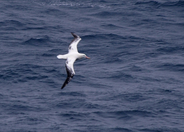 Wandering Albatross