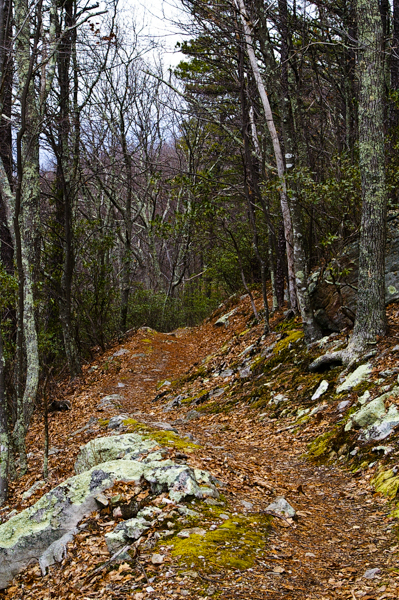 Deer Lick Trail