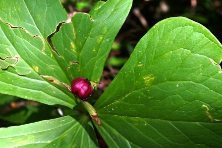 Trillium fruit