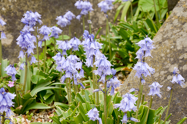 Bluebells