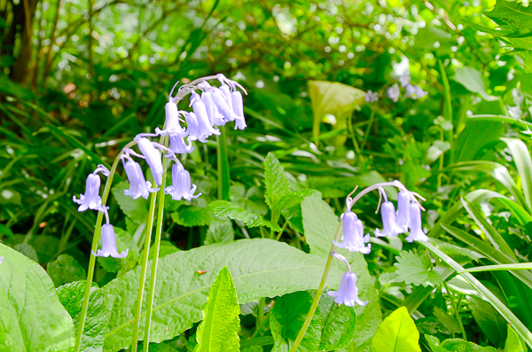 English Bluebells