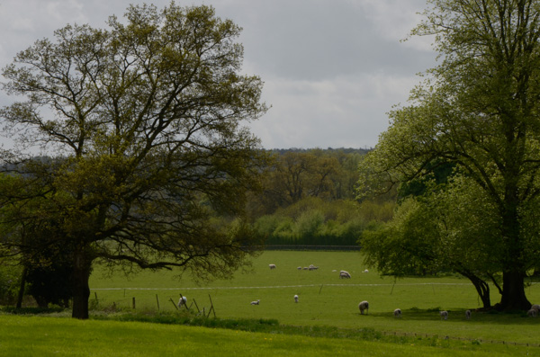Chawton Landscape