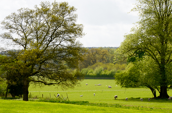 Chawton Landscape