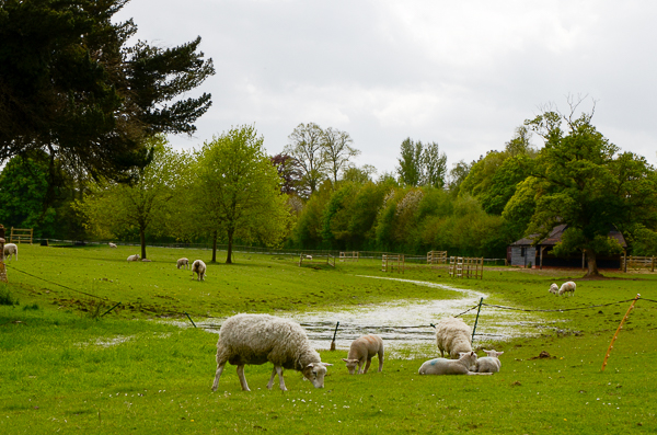 Meadow