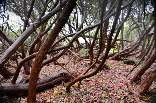 Rhododendron Forest