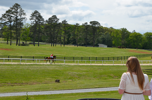 Stallion presentation
