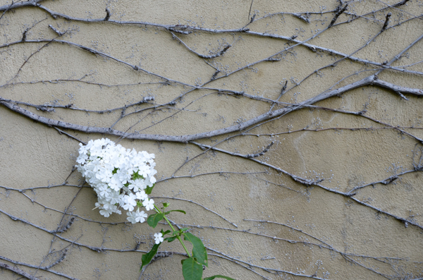 Phlox and Vines