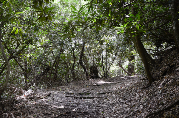 Hillside path