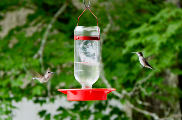 Hummingbirds