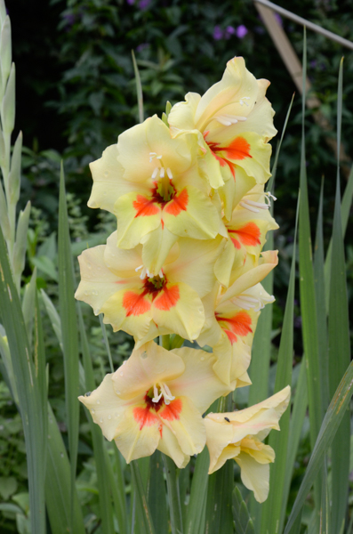 Gladiolus