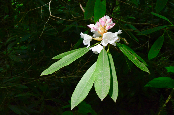 Rhododendron