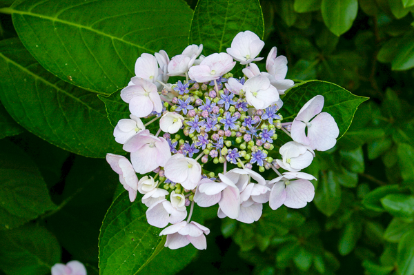 Hydrangea