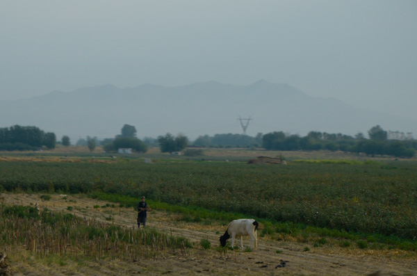 Cotton fields