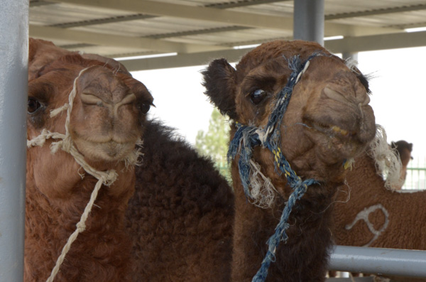 Camels