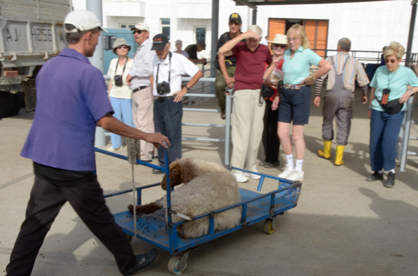 Sheep off to slaughter