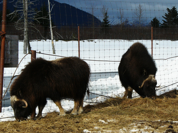 Musk Oxen