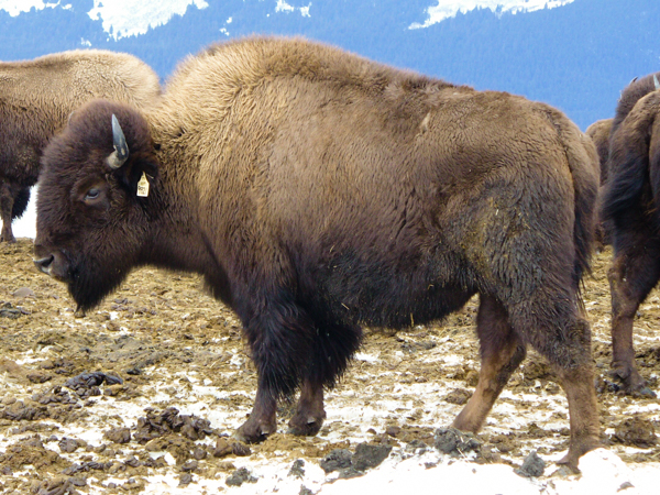 Bison