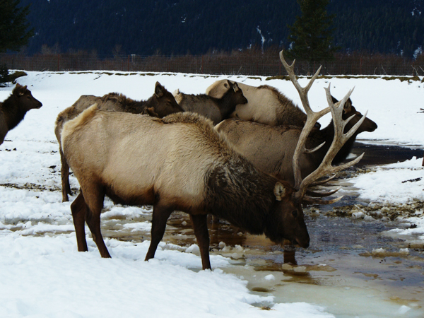 Elk